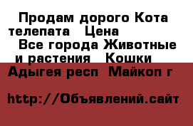  Продам дорого Кота-телепата › Цена ­ 4 500 000 - Все города Животные и растения » Кошки   . Адыгея респ.,Майкоп г.